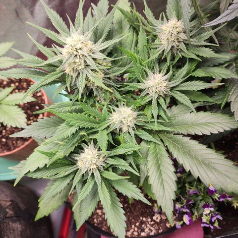 the Oracle (Livia Prime) growlog timeline photo