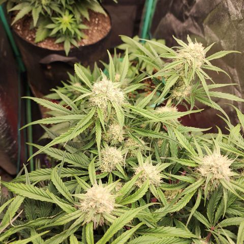 the Phalanx (Fighter) growlog timeline photo