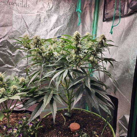 the Phalanx (Fighter) growlog timeline photo