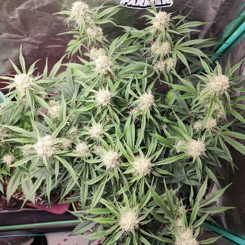 the Phalanx (Fighter) growlog timeline photo