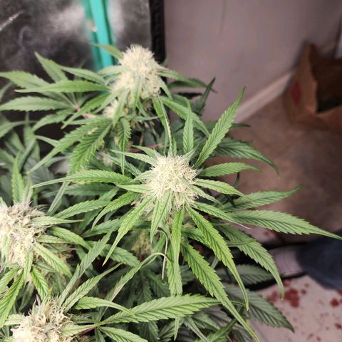 the Phalanx (Fighter) growlog timeline photo