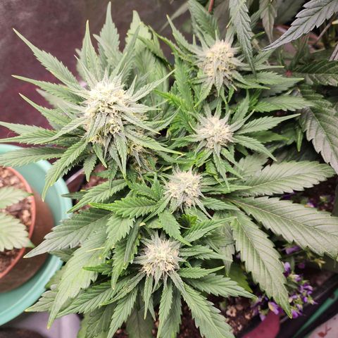 the Oracle (Livia Prime) growlog timeline photo