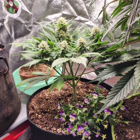 the Oracle (Livia Prime) growlog timeline photo
