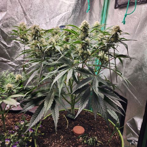 the Phalanx (Fighter) growlog timeline photo