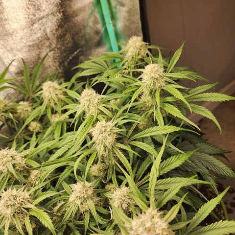 the Phalanx (Fighter) growlog timeline photo