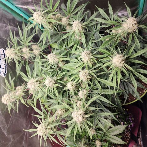 the Phalanx (Fighter) growlog timeline photo