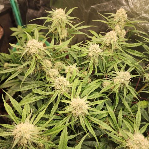 the Phalanx (Fighter) growlog timeline photo
