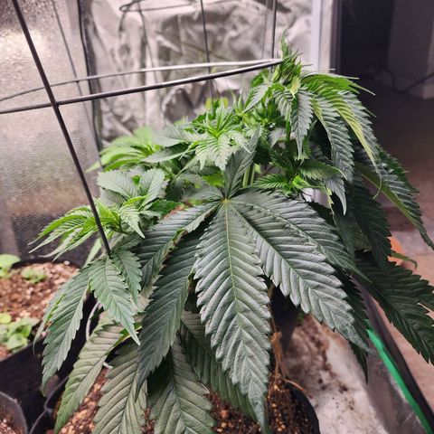 the Kineticist growlog timeline photo