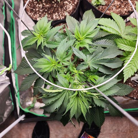 the Kineticist growlog timeline photo