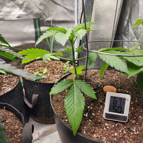 the Bloodrager growlog timeline photo