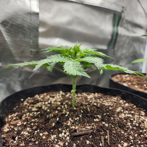 the Esoteric (Magus) growlog timeline photo
