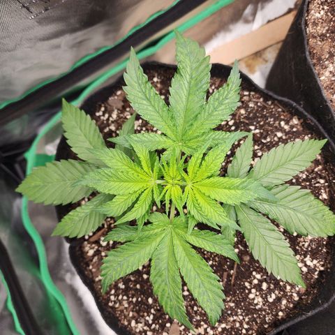 the Esoteric (Magus) growlog timeline photo