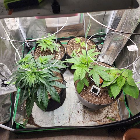 the Esoteric (Magus) growlog timeline photo