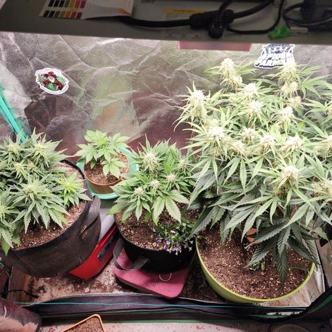 the Esoteric (Magus) growlog timeline photo