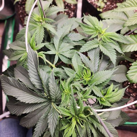 the Kineticist growlog timeline photo