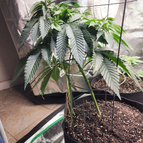 the Kineticist growlog timeline photo