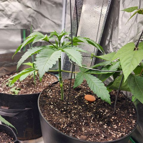 the Bloodrager growlog timeline photo