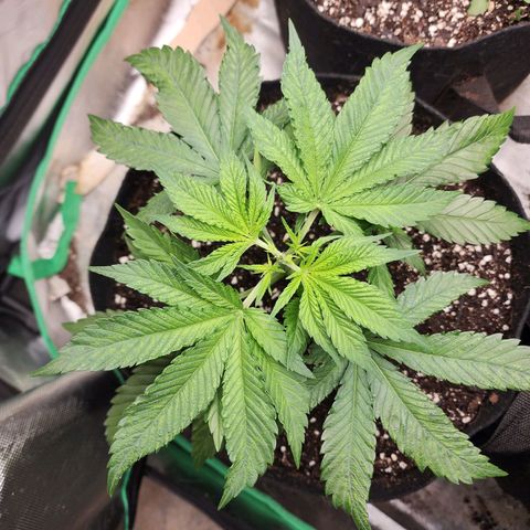 the Esoteric (Magus) growlog timeline photo