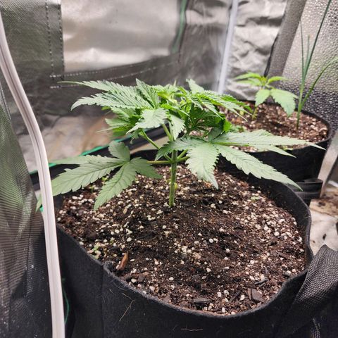 the Esoteric (Magus) growlog timeline photo