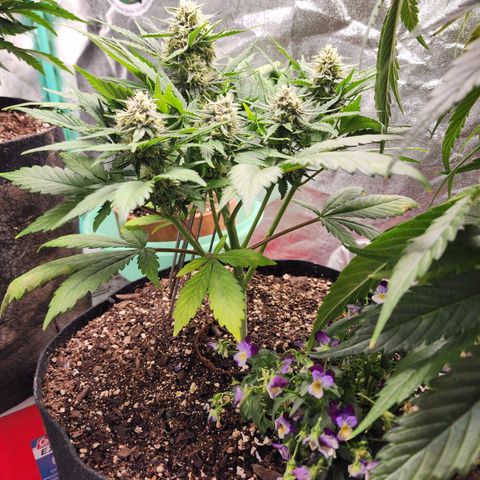 the Oracle (Livia Prime) growlog timeline photo
