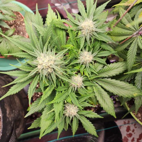the Oracle (Livia Prime) growlog timeline photo