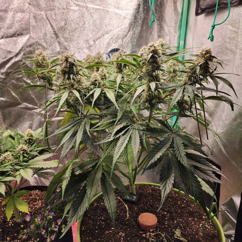 the Phalanx (Fighter) growlog timeline photo