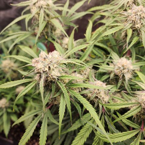 the Phalanx (Fighter) growlog timeline photo