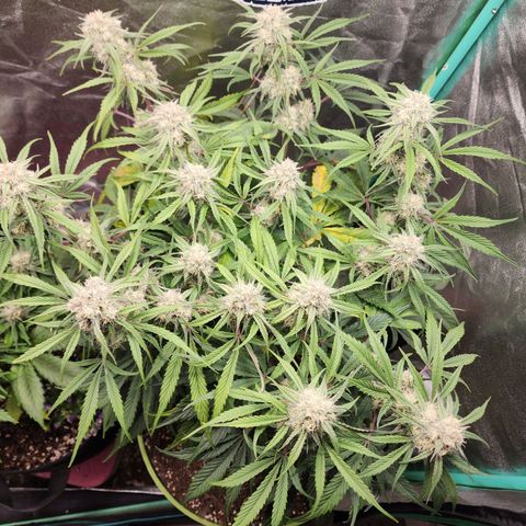 the Phalanx (Fighter) growlog timeline photo