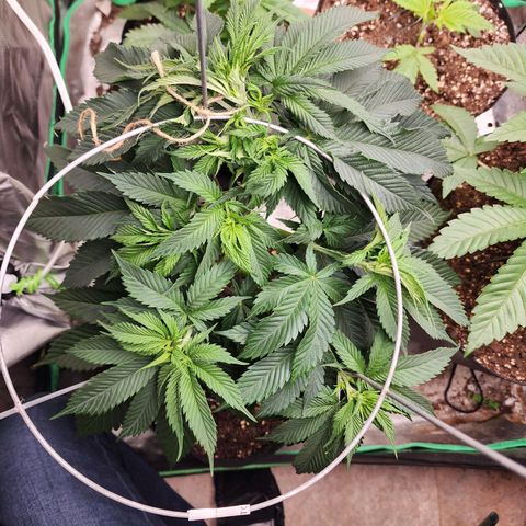 the Kineticist growlog timeline photo