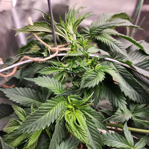 the Kineticist growlog timeline photo