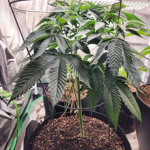 the Kineticist growlog timeline photo