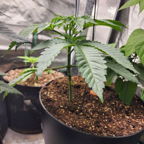 the Bloodrager growlog timeline photo