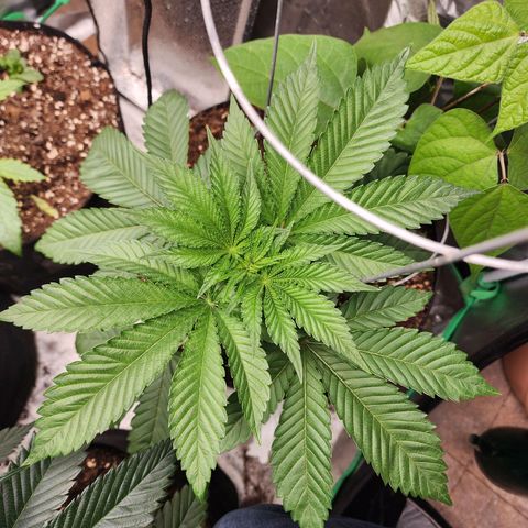the Bloodrager growlog timeline photo