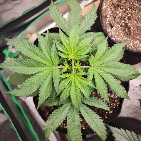 the Esoteric (Magus) growlog timeline photo