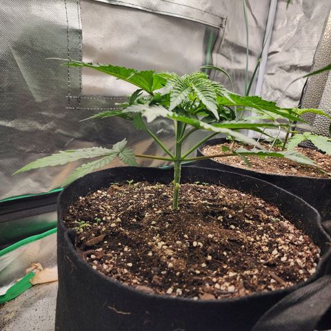 the Esoteric (Magus) growlog timeline photo