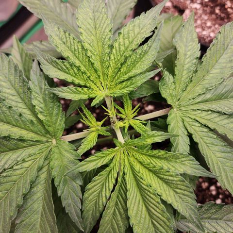 the Esoteric (Magus) growlog timeline photo