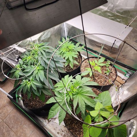 the Esoteric (Magus) growlog timeline photo