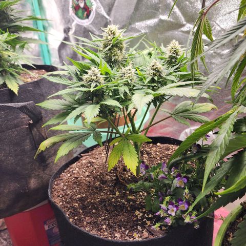 the Oracle (Livia Prime) growlog timeline photo