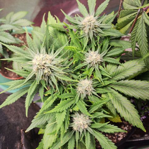 the Oracle (Livia Prime) growlog timeline photo