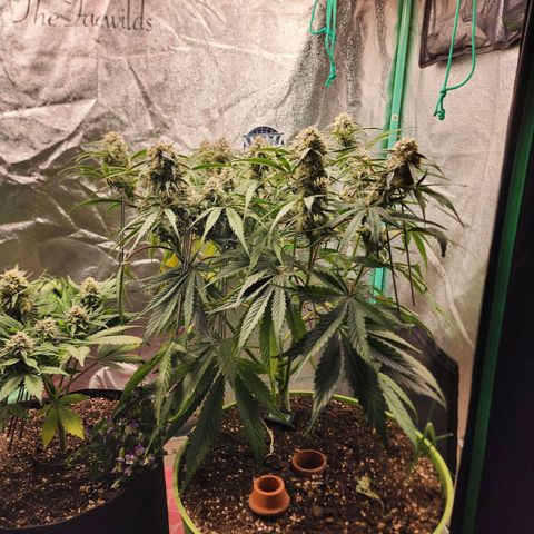 the Phalanx (Fighter) growlog timeline photo