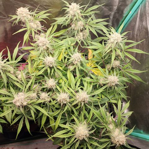 the Phalanx (Fighter) growlog timeline photo