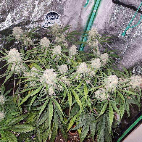 the Phalanx (Fighter) growlog timeline photo