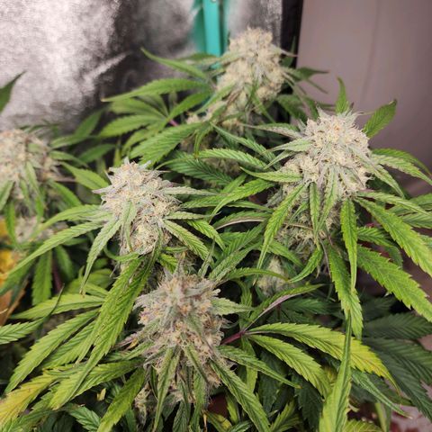 the Phalanx (Fighter) growlog timeline photo