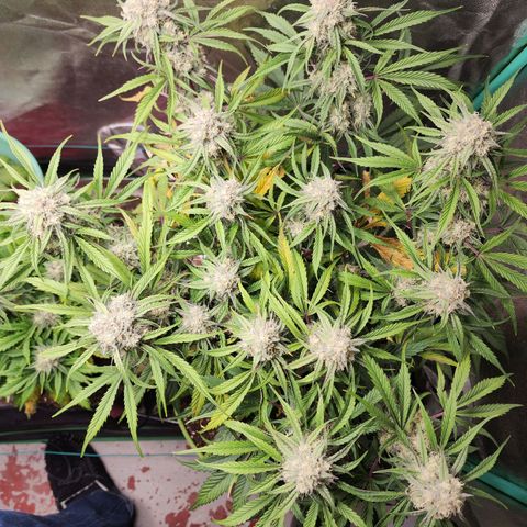 the Phalanx (Fighter) growlog timeline photo