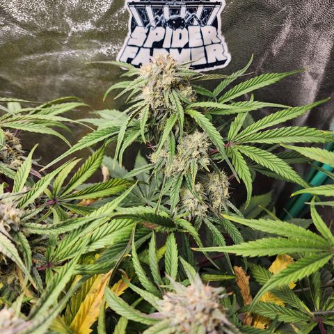 the Phalanx (Fighter) growlog timeline photo