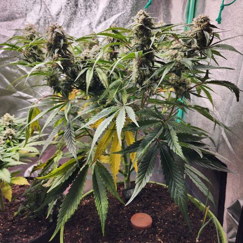 the Phalanx (Fighter) growlog timeline photo