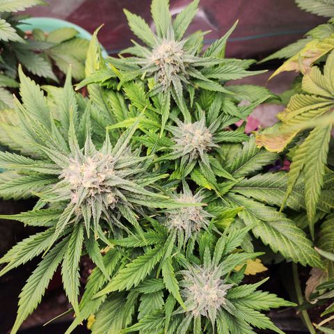 the Oracle (Livia Prime) growlog timeline photo