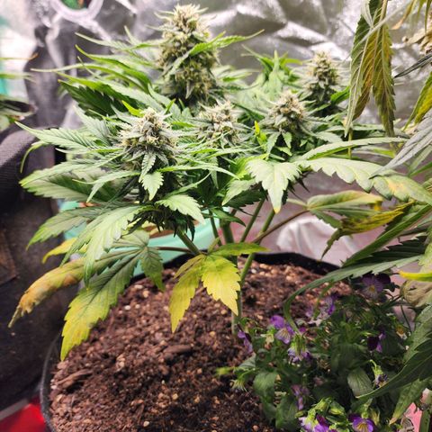 the Oracle (Livia Prime) growlog timeline photo