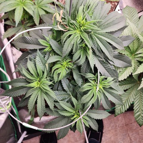 the Kineticist growlog timeline photo