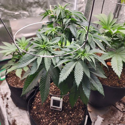 the Kineticist growlog timeline photo